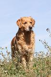 GOLDEN RETRIEVER 174